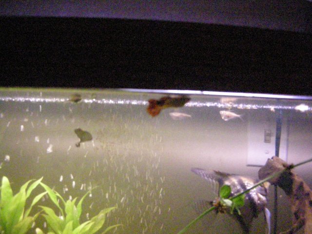 John's Fish Tank 08 04 08 246.JPG