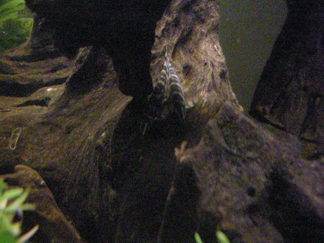 John's Fish Tank 08 04 08 248.JPG