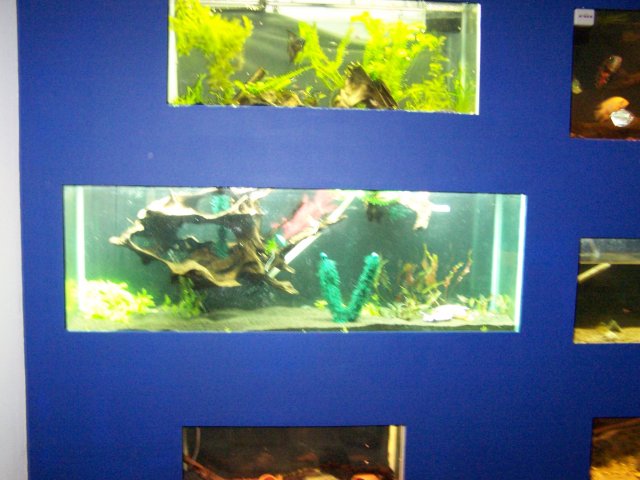 fishwall1 002.jpg
