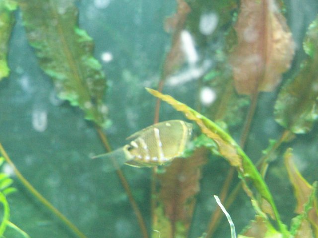 fishwall1 006.jpg
