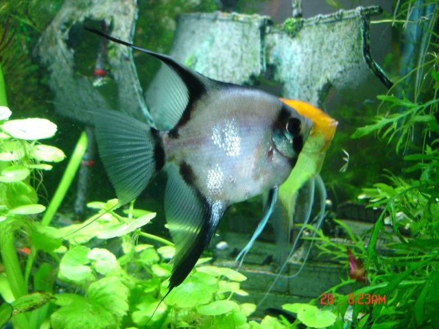 gun and tanks 007.JPG