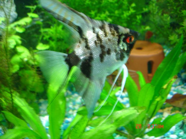 gun and tanks 009.JPG