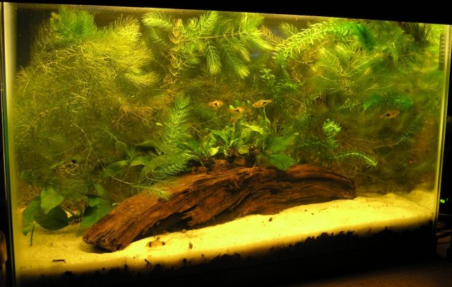 10g with bogwood added.JPG