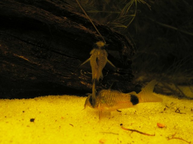 pandy corys 10 April 2008.JPG