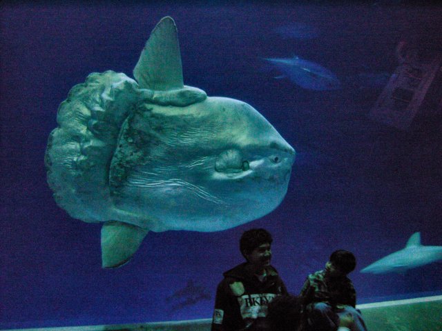 Mola_mola_ocean_sunfish_Monterey_Bay_Aquarium_2.jpg