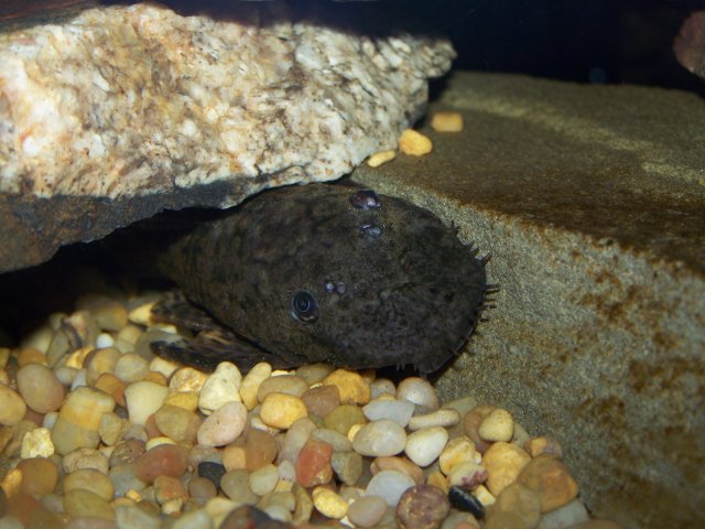 Bristlenose 001.jpg