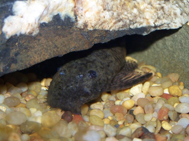 Bristlenose 002.jpg