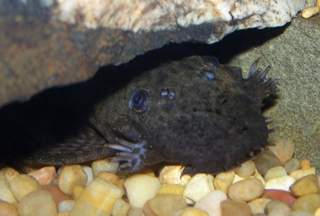 Bristlenose 003.jpg