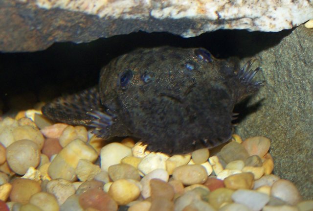 Bristlenose 004.jpg