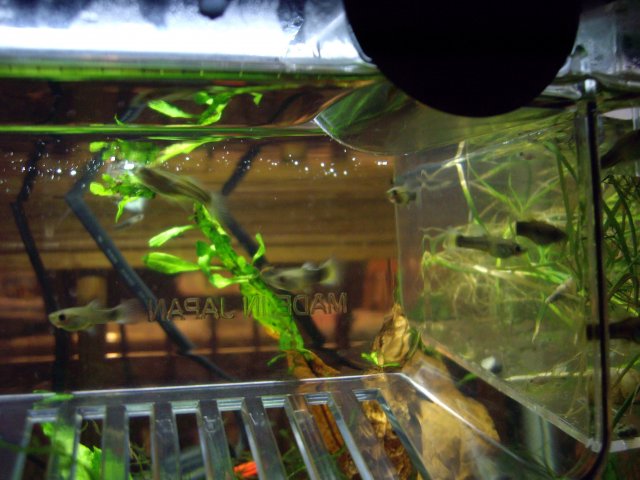 IMGP2275.JPG