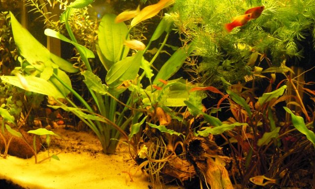 kitchen tank detail 2.JPG