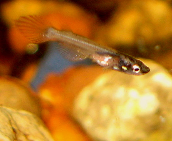 tadpole.jpg