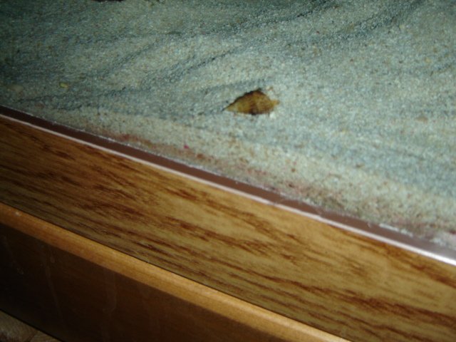 Cerith Snail.jpg