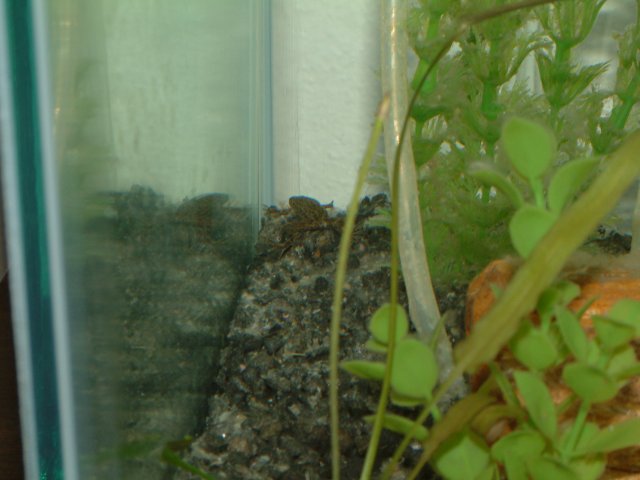 DSCF0020.JPG