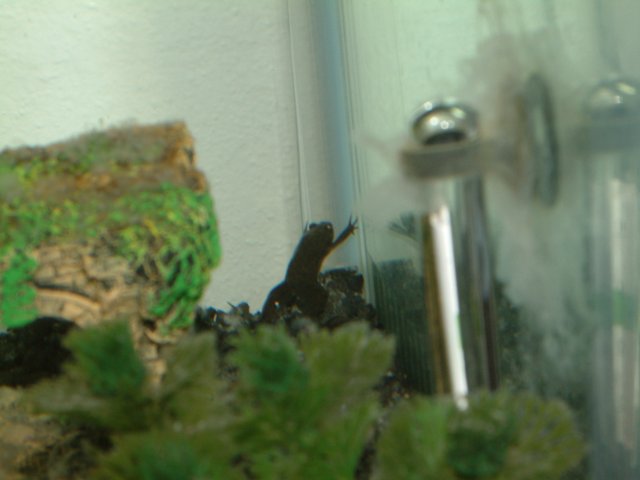 DSCF0021.JPG