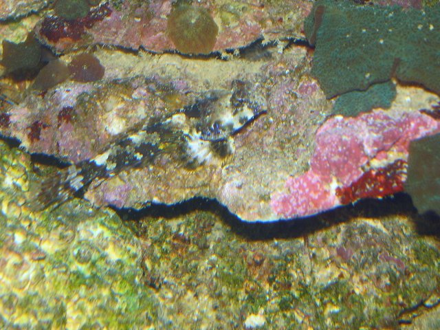 New Corals & Fish 030.jpg