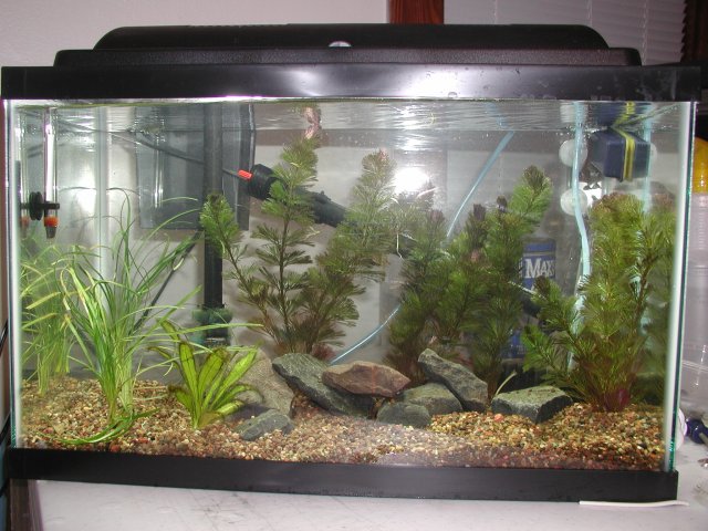 Shrimpfarm001.JPG