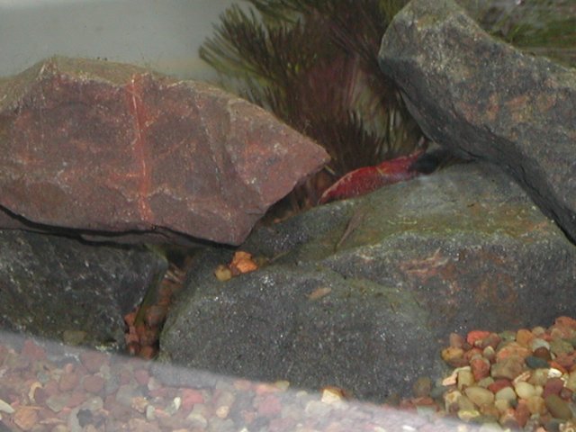 Shrimpfarm002.JPG