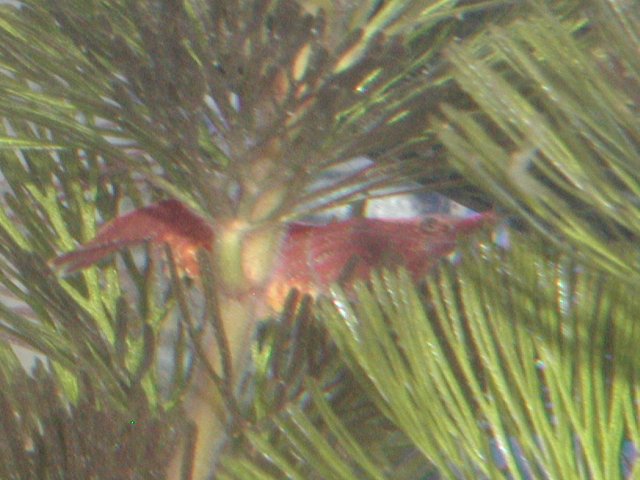 Shrimpfarm005.JPG