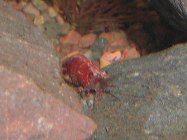 Shrimpfarm008.JPG