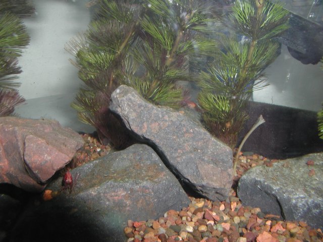 Shrimpfarm009.JPG
