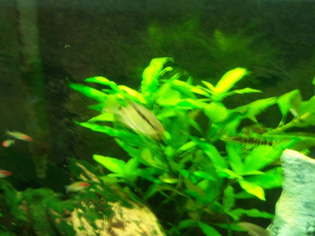 55BR 005.jpg