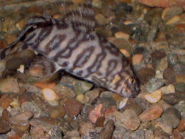 IMG_0494.JPG
