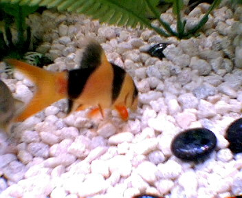 loaches2001.jpg