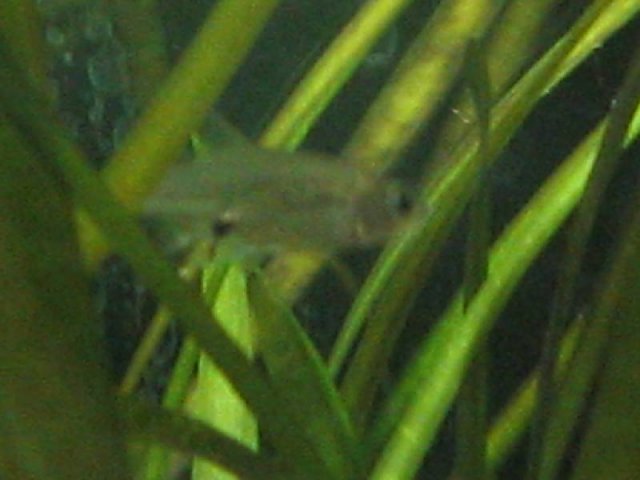 Resized_Female Sawbwa Barb.jpg