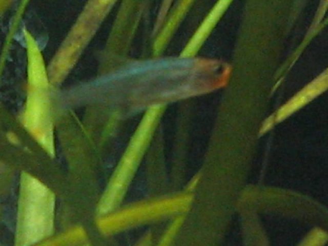 Resized_Male Sawbwa Barb.jpg