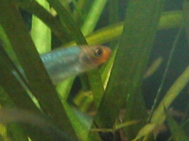 Resized_Male Sawbwa Barb 2.jpg