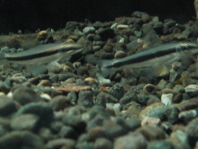Young Siamese Algae Eater 4.jpg