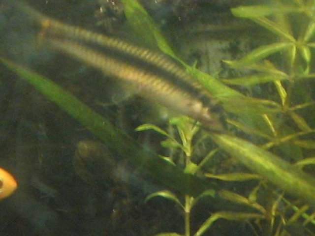 Adult Siamese Algae Eater.jpg