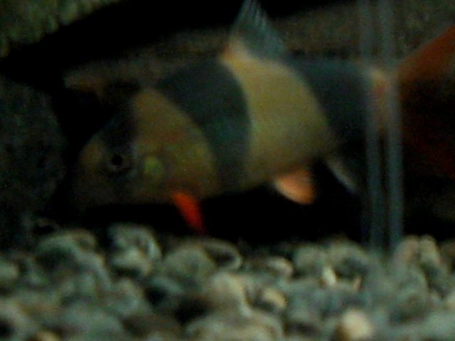 Clown Loach 3.JPG