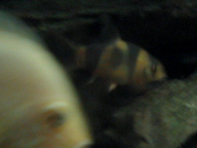 Side-spot Clown Loach 2.JPG