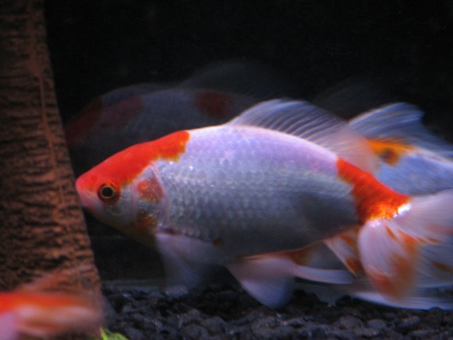 Tankfish (2).JPG