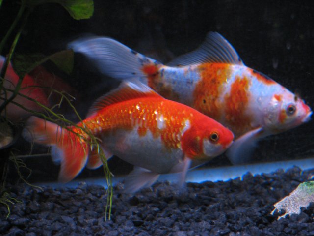 Tankfish (7).JPG