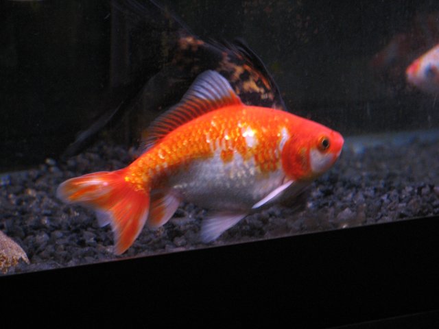 Tankfish (8).JPG