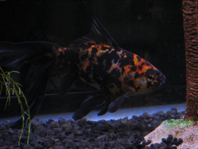 Tankfish (5).JPG
