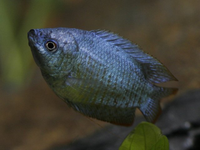 gourami1.jpg