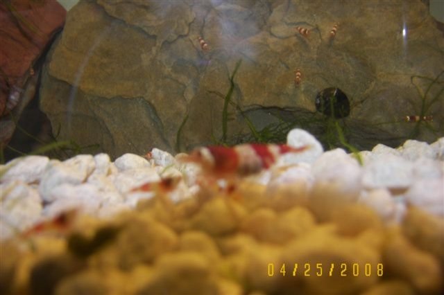 shrimp 008.JPG