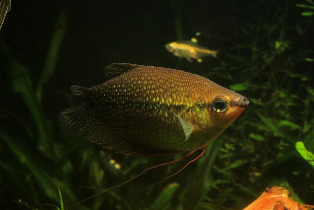 gourami 5.jpg