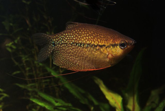 gourami 4.jpg