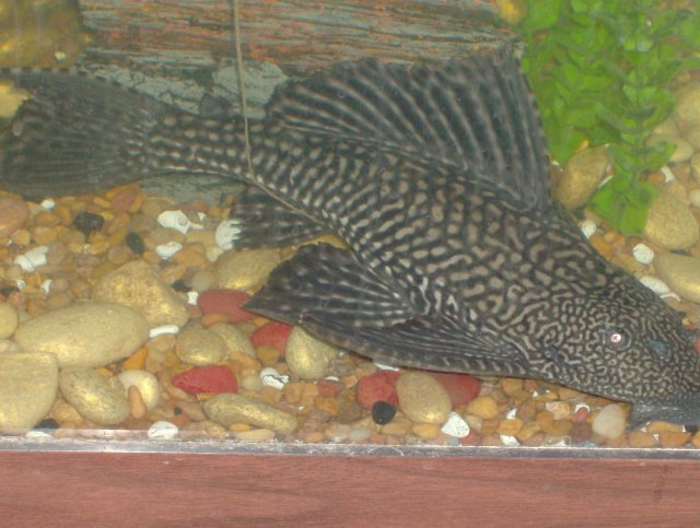 fishies 076.jpg