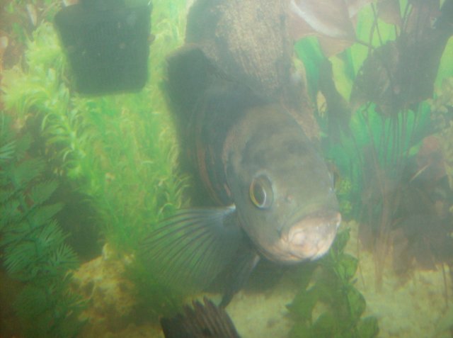 fishies 014.jpg