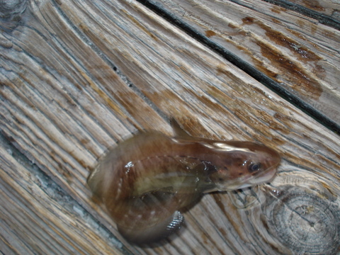 DSC06229.JPG