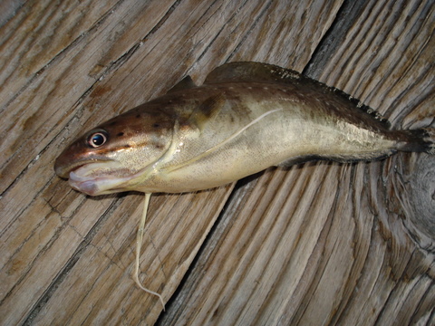 DSC06232.JPG