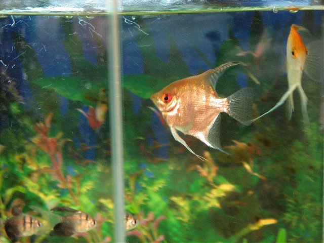 fish2.jpg