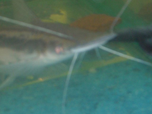 DSCN0057.JPG