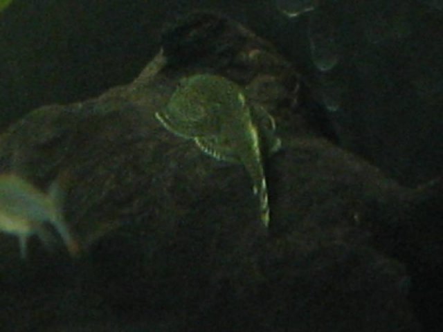 Hillstream Loach 11.jpg Hillstream Loach 11.jpg